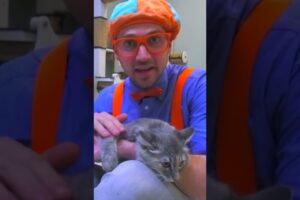 Blippi Pets a Cute Kitten at an Animal Shelter! | Blippi Toys | #blippi #shorts #animals