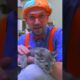 Blippi Pets a Cute Kitten at an Animal Shelter! | Blippi Toys | #blippi #shorts #animals