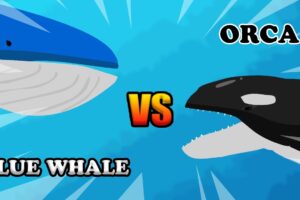 Blue Whale vs Orca | Underwater Fight Club [S1] | Animal Animation