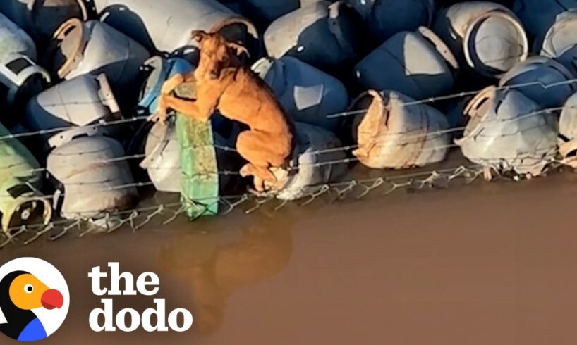 Boat Crew Rescues Stranded Dog On Barber Wire | The Dodo