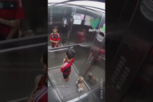 Brave Boy Rescues Dog: Thiago’s Heroic Elevator Rescue #doglovers #shorts #shortvideo