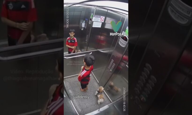 Brave Boy Rescues Dog: Thiago’s Heroic Elevator Rescue #doglovers #shorts #shortvideo