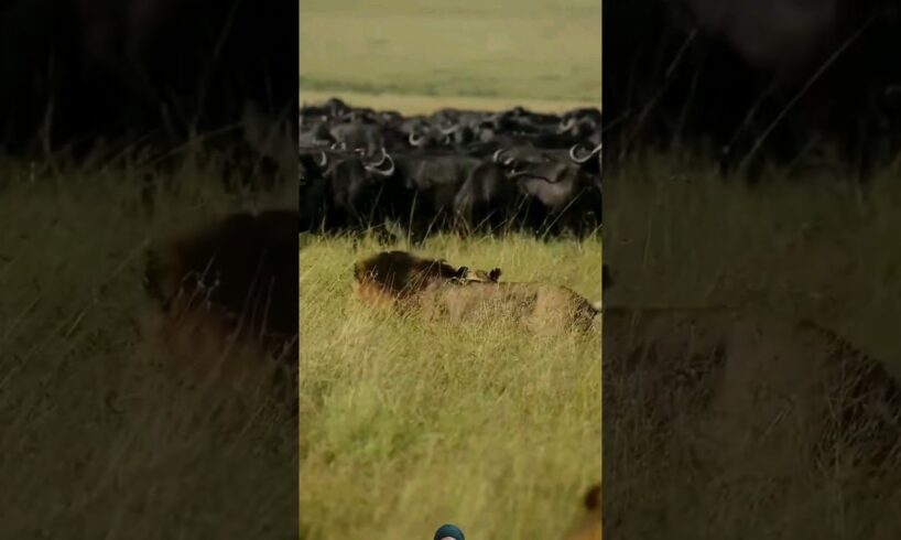 Buffalo Gang And Lions face to face #wildlife #safari #animals #shortsfeed #shortsvideo #viralvideo