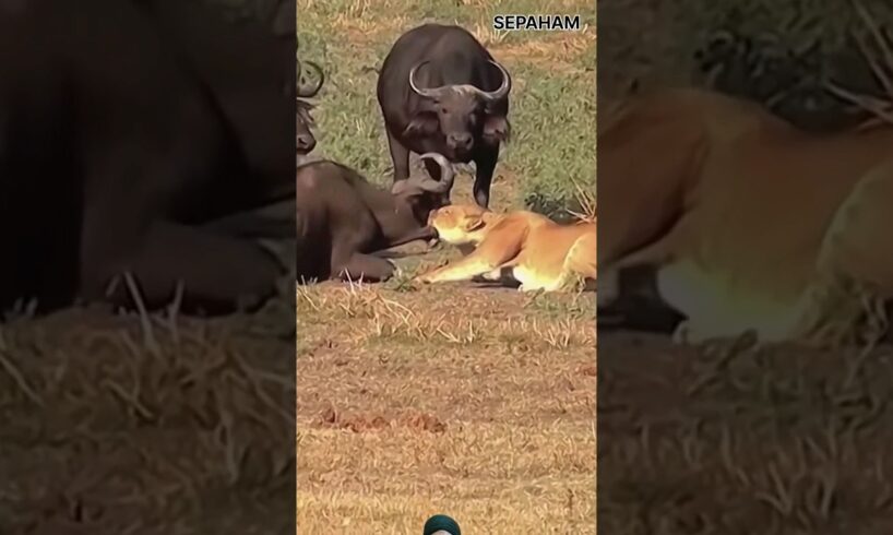 Buffalo Gang vs one Lion 🔥🦁🔥 Fight #viralvideo #wildlife #shortsfeed