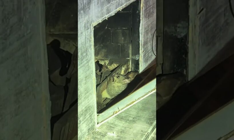 Builder rescues possum trapped in wall in New Zealand