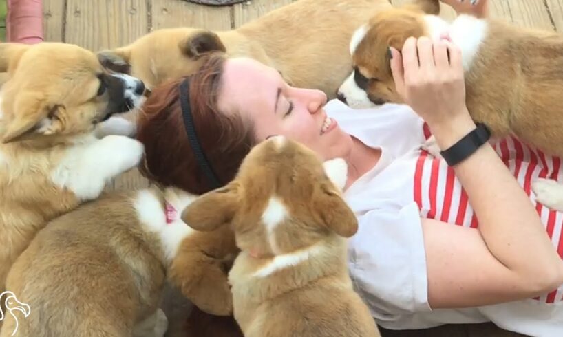 CORGI ATTACK: Girl Bombarded By Corgi Puppies | The Dodo