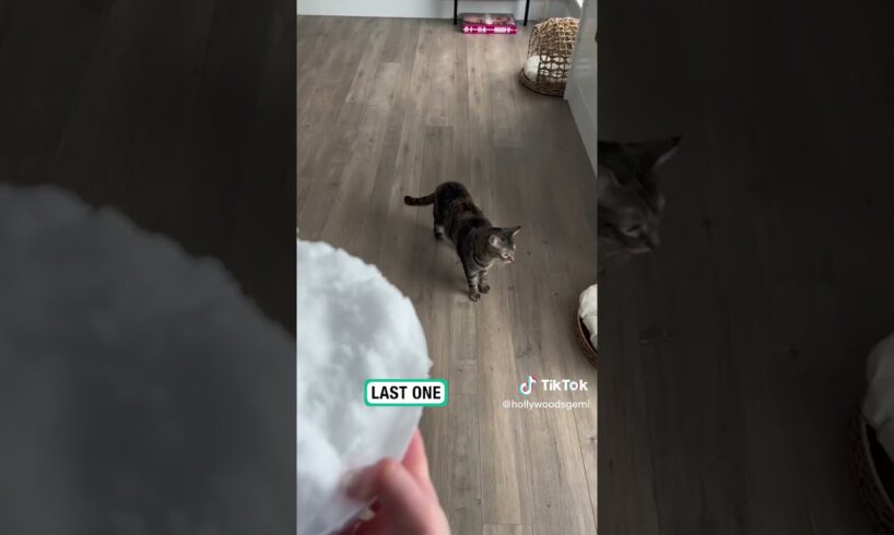 Californian cats experience snow for the first time 🐱 ❄️       🎥: HollywoodsGemi via collab