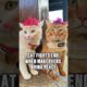 Cat Makeovers to Stop Fights #animals