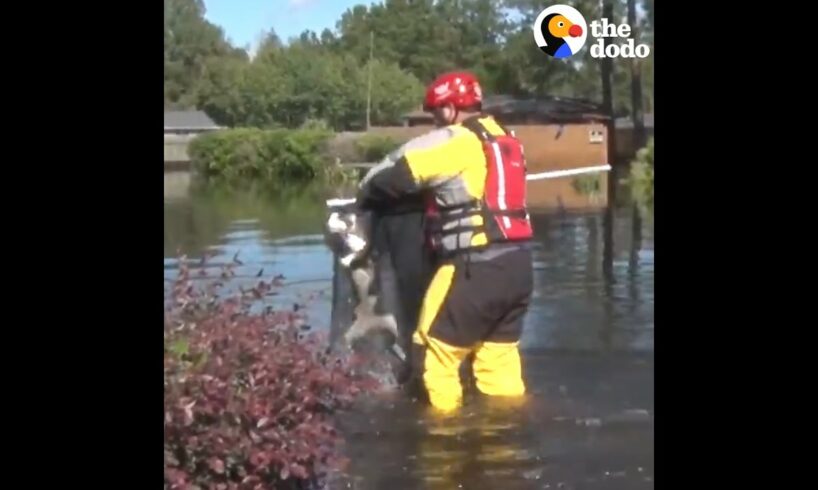 Cats And Dogs Rescued From Hurricane Floods