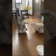 Cats Are Fighting | Funny Videos #funnyanimal #trending #cute #funnycat #pets