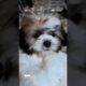 "Cuddle Buddies: The Cutest Puppies You Need to See"🥰 #funny #cute #joyfulpets #animalshorts