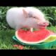 Cute Animals Eating Watermelon Compilation | The Dodo