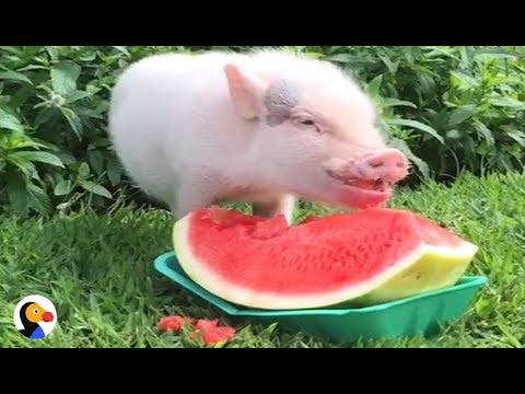 Cute Animals Eating Watermelon Compilation | The Dodo