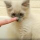 Cute Kitten Meets Finger Monster, TOO CUTE - Kitten Love