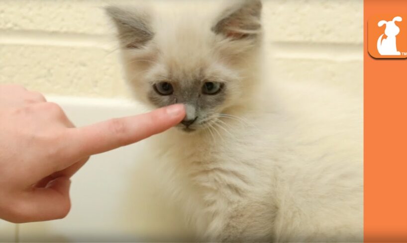 Cute Kitten Meets Finger Monster, TOO CUTE - Kitten Love