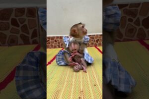 Cute Monkey Marry Carry Bro Tong Walk Play Outdoor