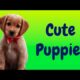 Cute Puppies (2021) Cuteness Overload