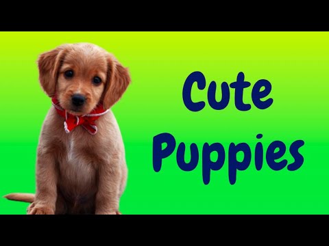 Cute Puppies (2021) Cuteness Overload