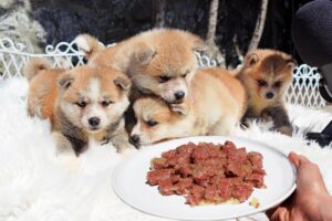 Cute Puppies Eating Food ASMR