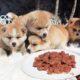 Cute Puppies Eating Food ASMR