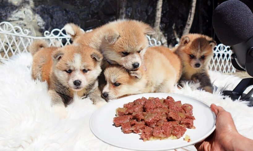 Cute Puppies Eating Food ASMR