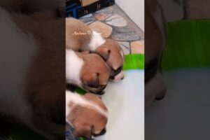 Cute Puppies eating together #puppy #funny #cute