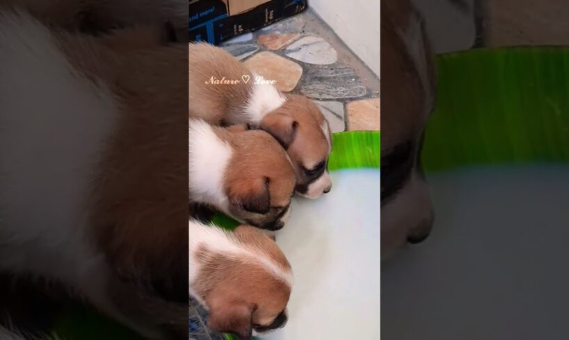 Cute Puppies eating together #puppy #funny #cute