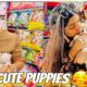 Cute Puppies ko Ghar le ay 🥹😍with Suresh Lama