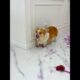 Cute Puppies 🥰♥ super funny Corgi ♥ #shorts #2024