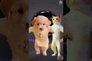 Cute puppies and Cat dance 🥰