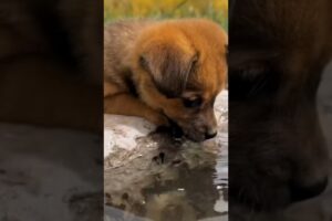 Cute puppies drinking pool water 💦 #cute #animals #shorts