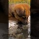 Cute puppies drinking pool water 💦 #cute #animals #shorts