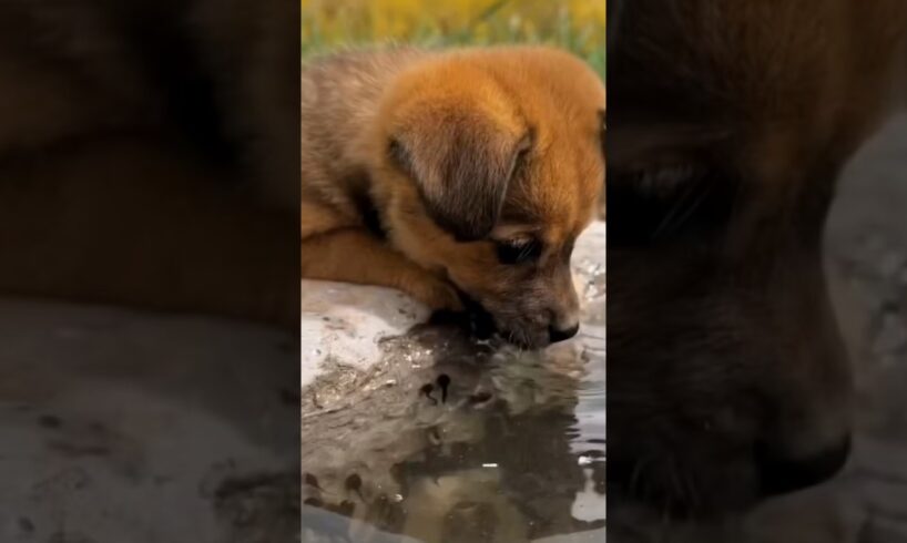 Cute puppies drinking pool water 💦 #cute #animals #shorts