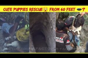 Cute puppies rescue😲 from 60 feet 🕳️?@AnimalAidUnlimited #shorts #youtubeshorts #rescue