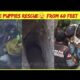 Cute puppies rescue😲 from 60 feet 🕳️?@AnimalAidUnlimited #shorts #youtubeshorts #rescue