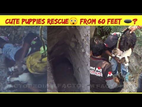 Cute puppies rescue😲 from 60 feet 🕳️?@AnimalAidUnlimited #shorts #youtubeshorts #rescue