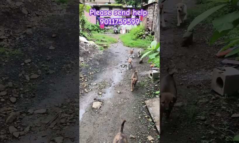 Cute puppies running for food #kukur #puppies #dogs