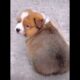 Cute puppies ## 🤭wow viralvideo😍 subscribe for more