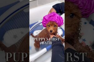 Cute puppy bath routine #ASMR #puppy #puppybathroutine #dogbath #dogmom #asmrsounds #satisfying