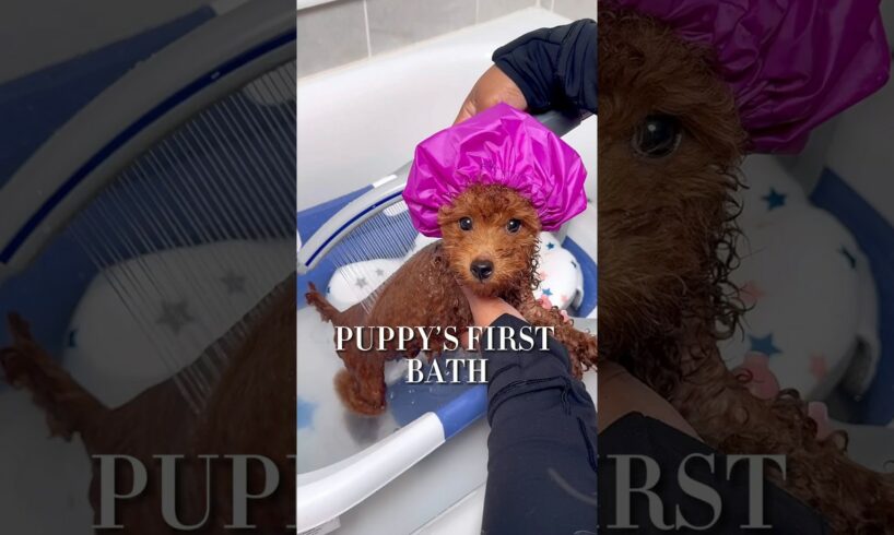 Cute puppy bath routine #ASMR #puppy #puppybathroutine #dogbath #dogmom #asmrsounds #satisfying