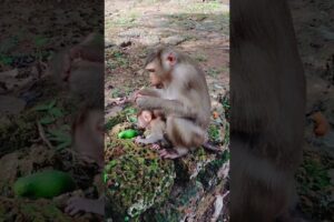 Cuteness Overload: Most Attractive Baby Monkey Enjoy Playing Around His Mom |Monkey Life