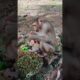 Cuteness Overload: Most Attractive Baby Monkey Enjoy Playing Around His Mom |Monkey Life