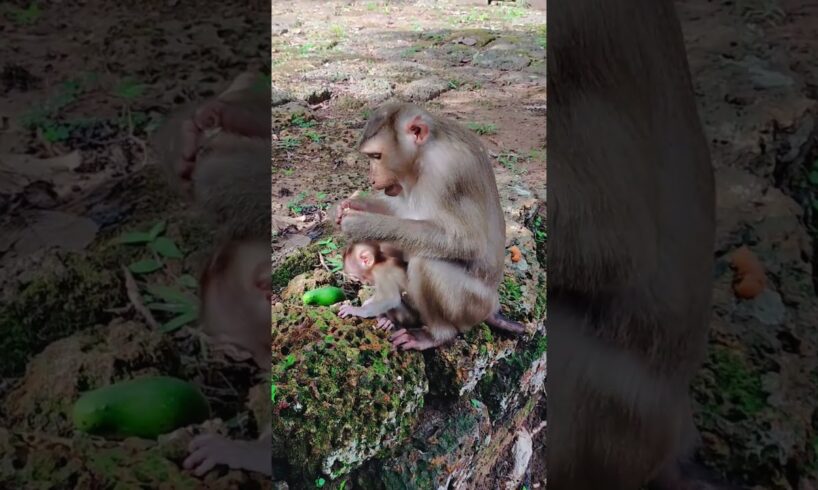 Cuteness Overload: Most Attractive Baby Monkey Enjoy Playing Around His Mom |Monkey Life