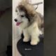 Cutest Puppies 🐶❤️‍🩹 | #puppy #dogs #shorts #shortvideo