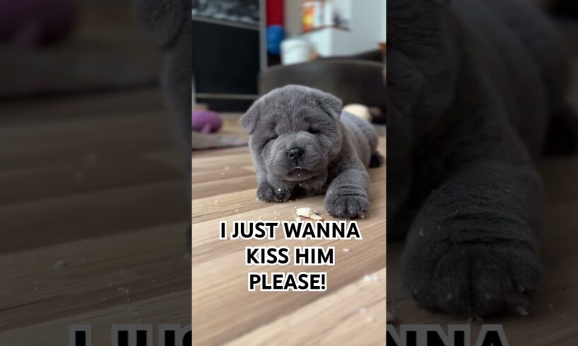 Cutest Puppy Alive! #animals #puppies #dogs #funnypets #adorable #funny #viralshorts