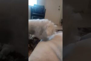 Cutest Puppy Fluffing up her Pillow! #cute #dog #funny #shorts