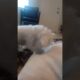 Cutest Puppy Fluffing up her Pillow! #cute #dog #funny #shorts