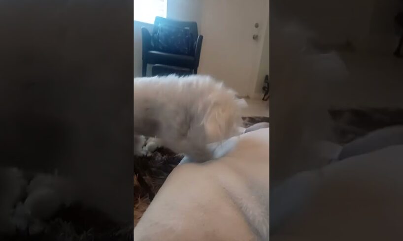 Cutest Puppy Fluffing up her Pillow! #cute #dog #funny #shorts