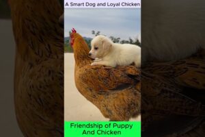 Cutest Puppy and Chicken Best Friends Ever! ❤️ #CuteAnimals #pets  #shortvideos #youtubeshorts #dog