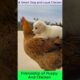 Cutest Puppy and Chicken Best Friends Ever! ❤️ #CuteAnimals #pets  #shortvideos #youtubeshorts #dog